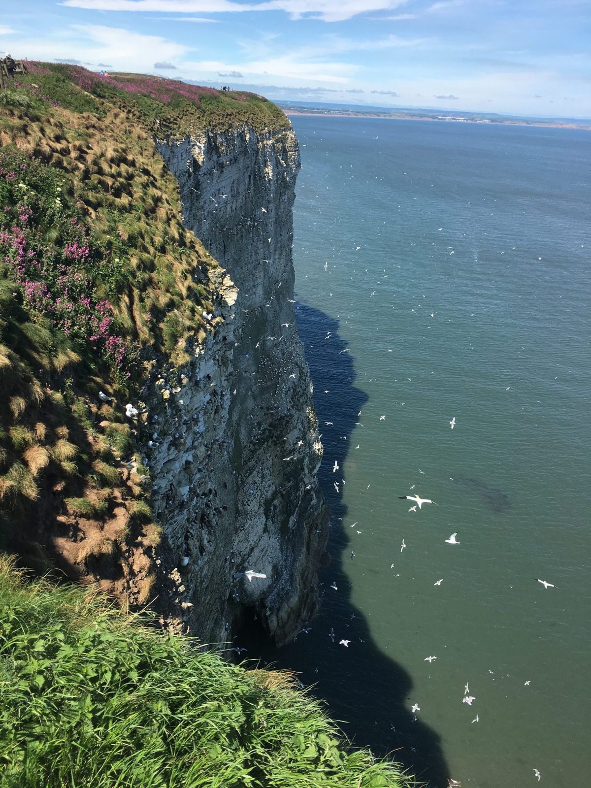 Seabirds wheeling above the chalk cliffs at RSPB Bempton Cliffs