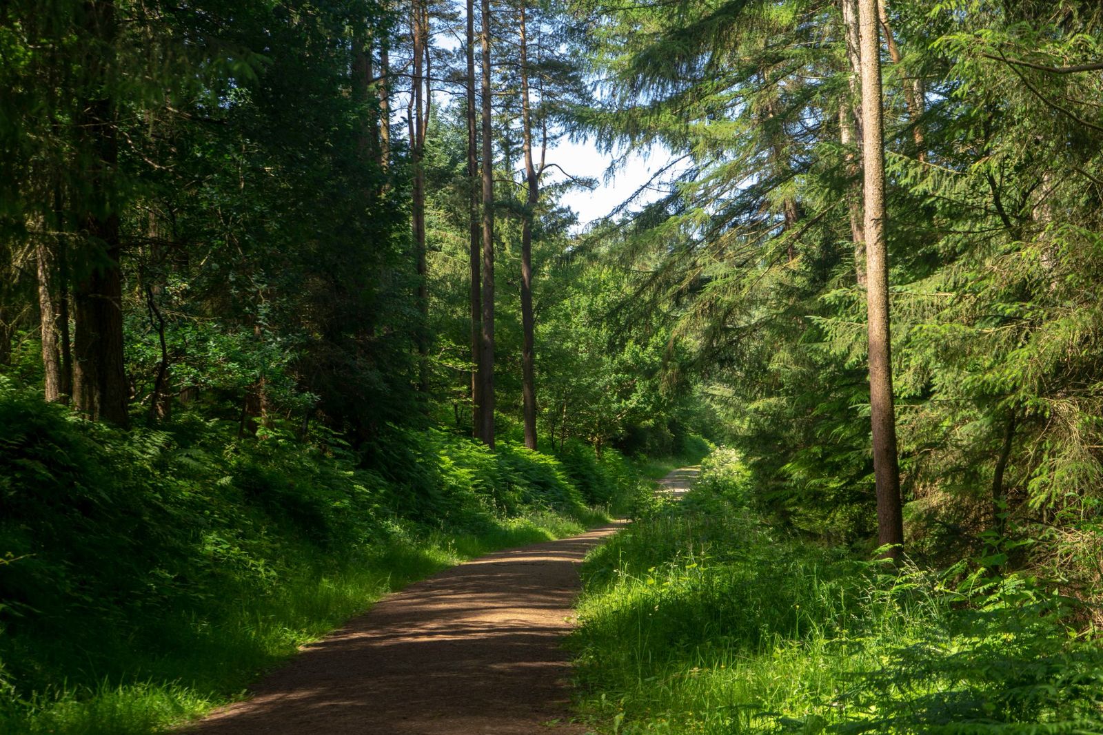 A surfaced cycle trail running through conifer woodland in North Yorkshire
