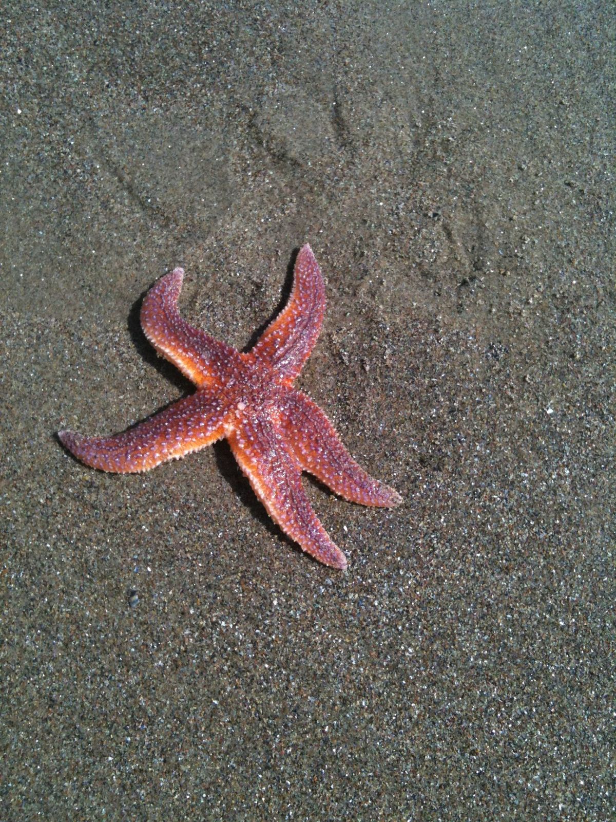 A starfish on wet sand, found rockpooling on the Yorkshire coast
